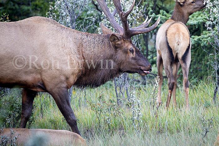 Bull & Cow Elk