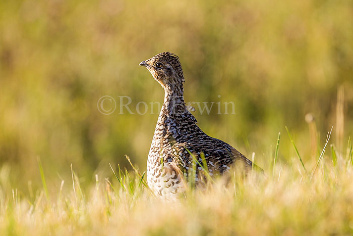 Sharp-tailed Grouse