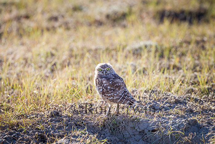 Burrowing Owl