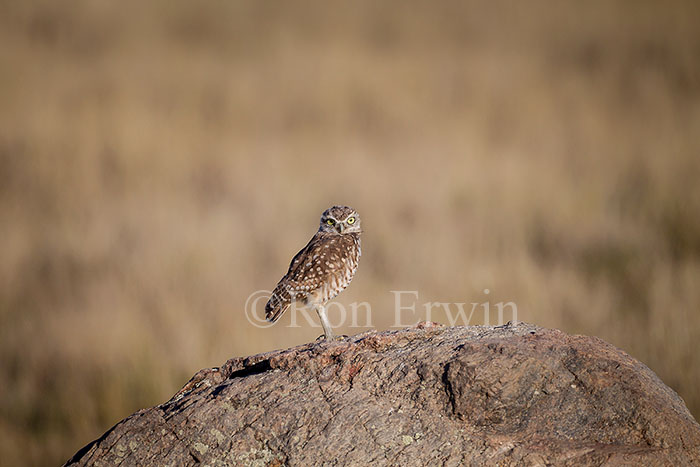 Burrowing Owl