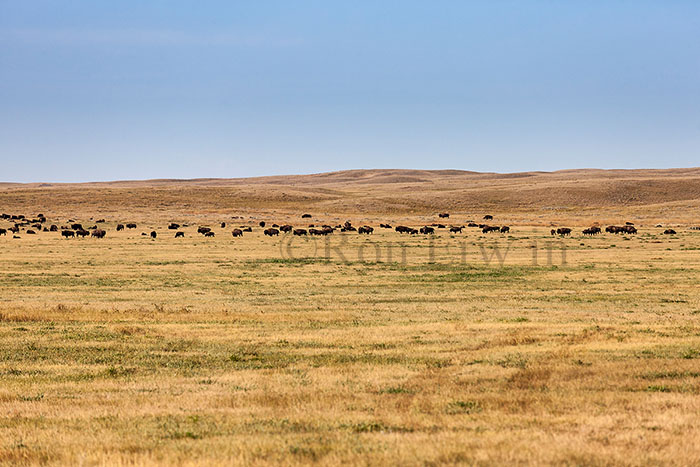 Plains Bison Herd