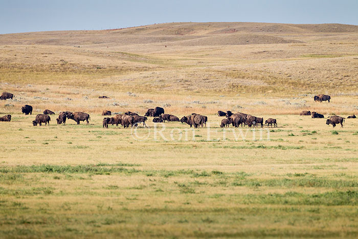 Plains Bison Herd