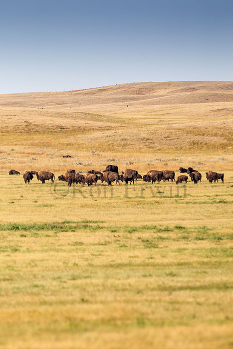 Plains Bison Herd