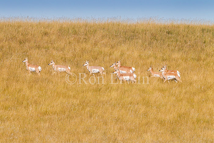 Pronghorn Herd