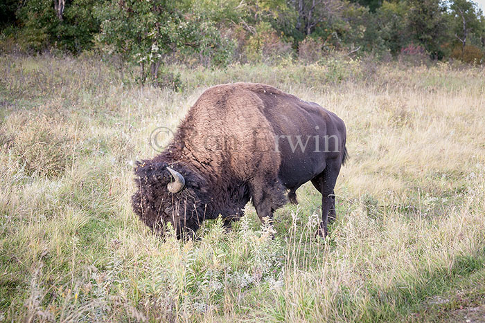 Plains Bison