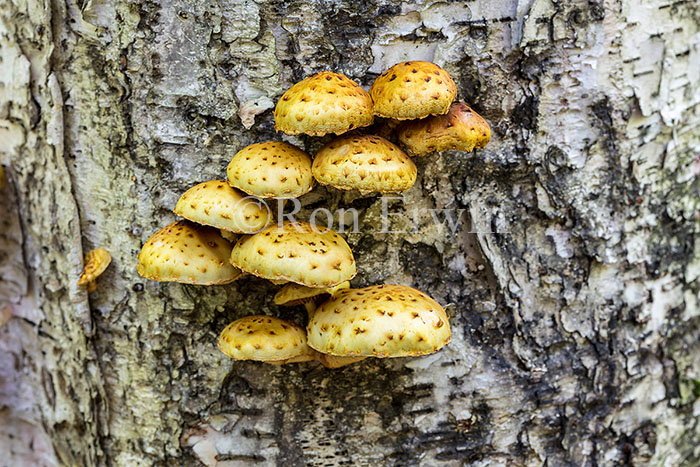 Pholiota Mushrooms