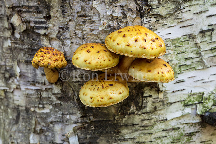 Pholiota Mushrooms