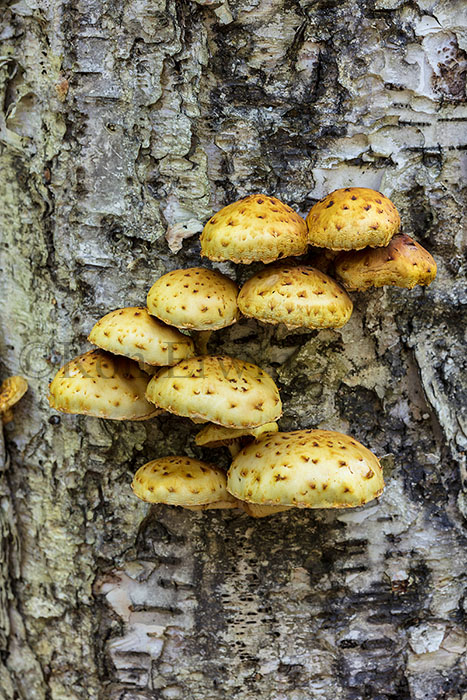 Pholiota Mushrooms
