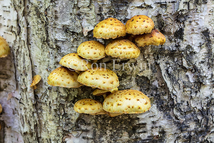 Pholiota Mushrooms