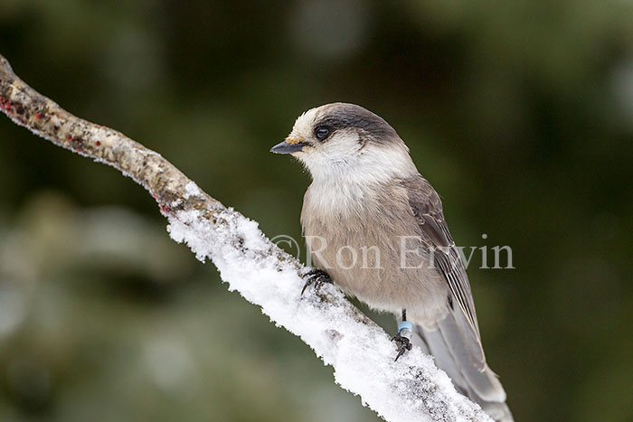 Gray Jay