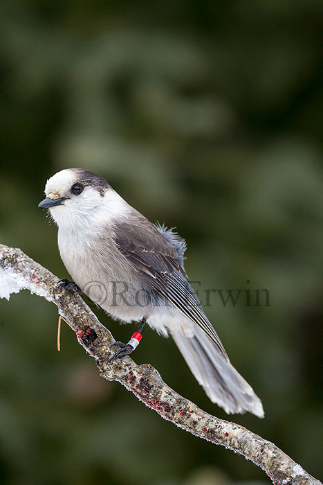 Gray Jay