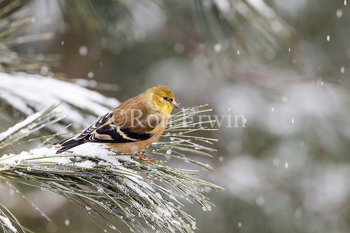 American Goldfinch