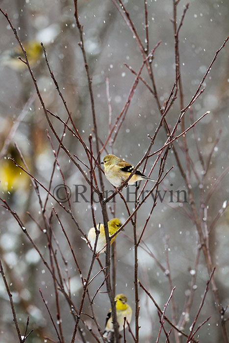 American Goldfinch