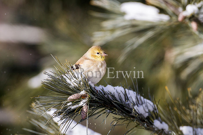 American Goldfinch