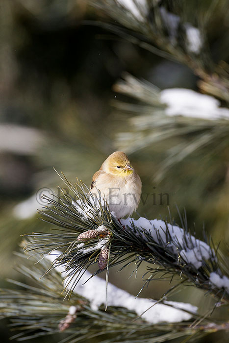 American Goldfinch