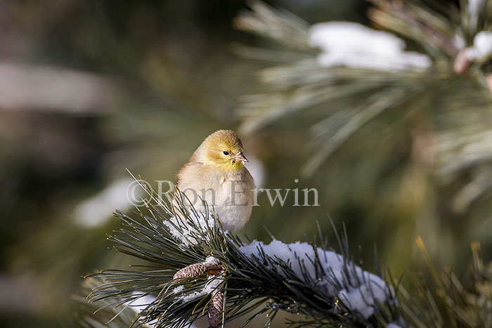 American Goldfinch