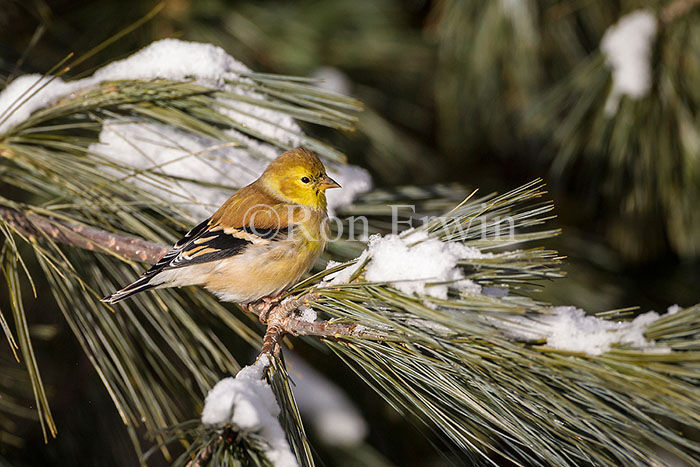 American Goldfinch