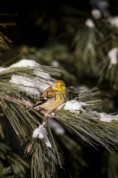 American Goldfinch