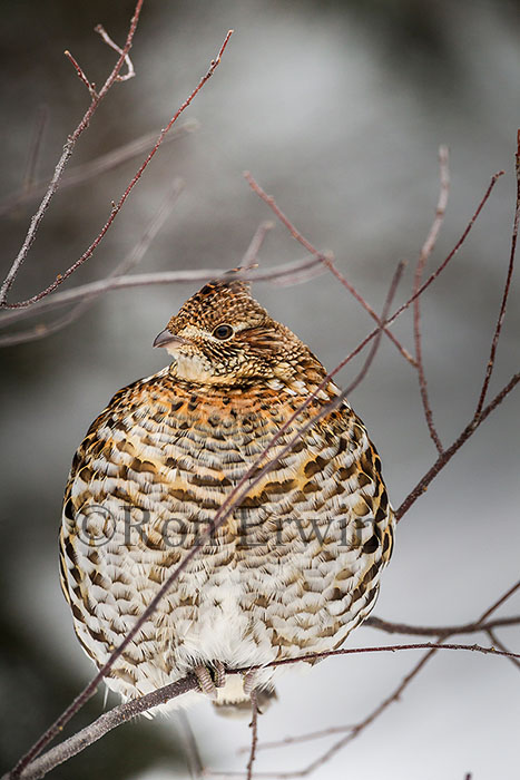 Ruffed Grouse