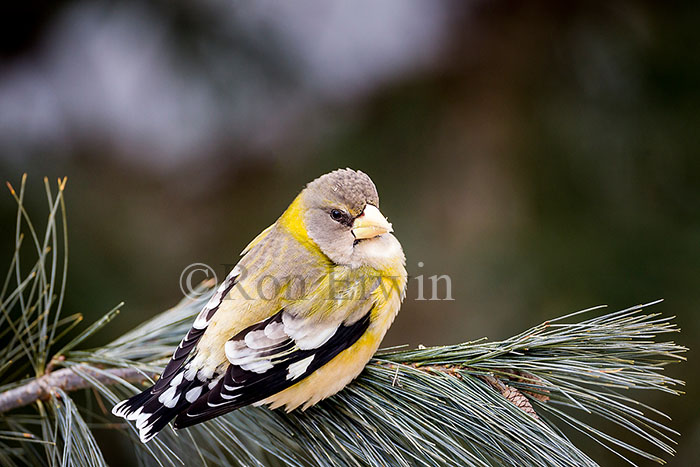 Female Evening Grosbeak