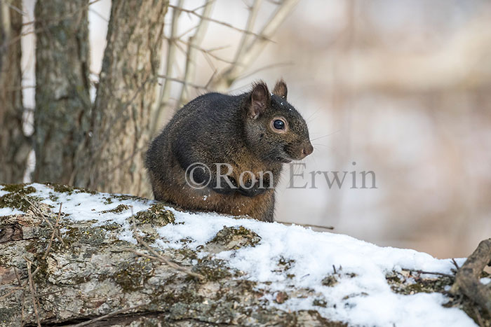 Eastern Gray or Grey Squirrel
