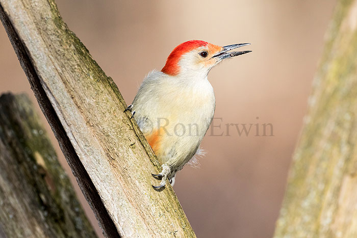 Red-bellied Woodpecker