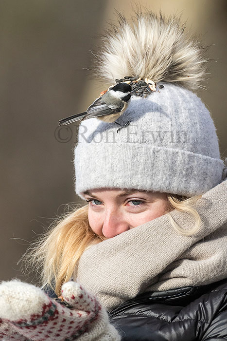 Feeding Chickadees