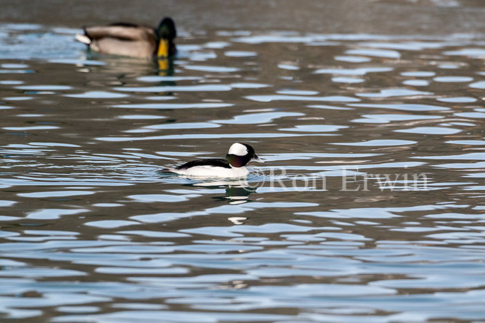 Male Bufflehead