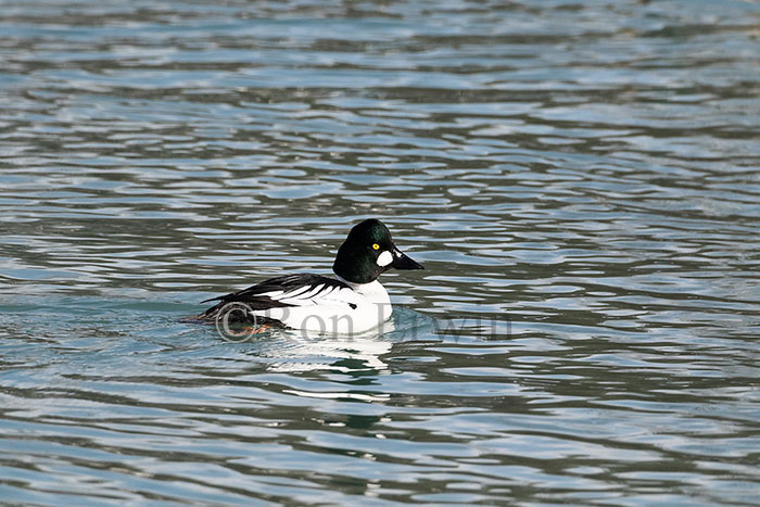 Male Common Goldeneye