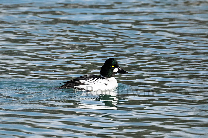 Male Common Goldeneye