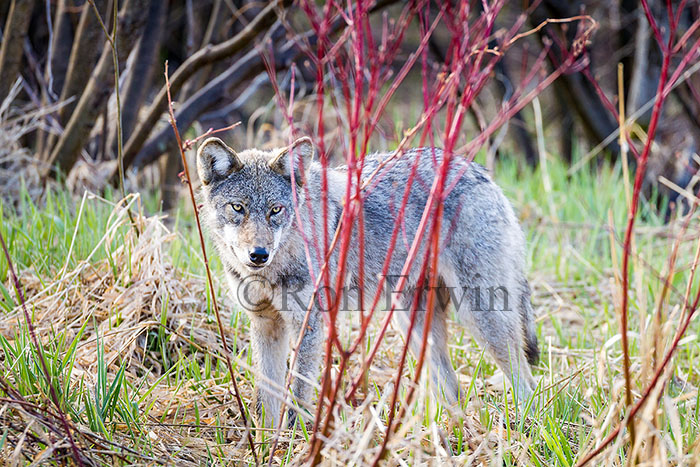 Eastern Coyote