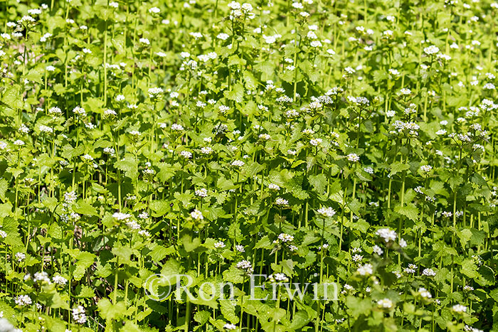 Garlic Mustard