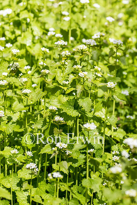 Garlic Mustard
