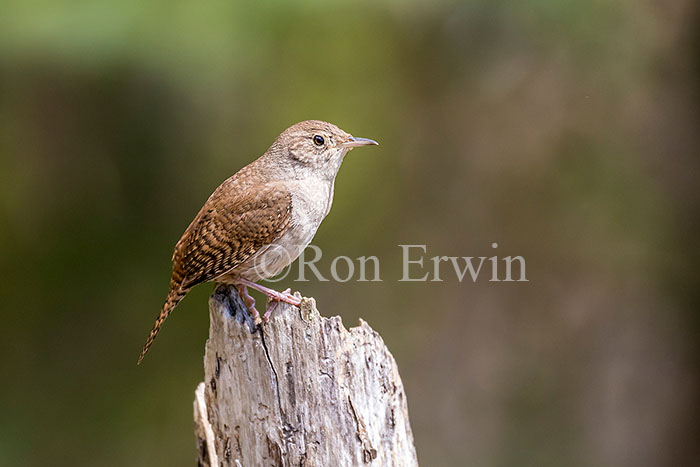 House Wren