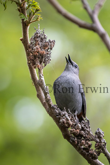 Gray Catbird