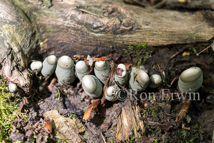 Xylaria polymorpha (Dead Man's Fingers)