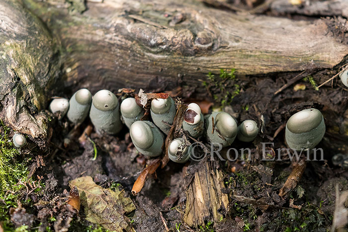 Xylaria polymorpha (Dead Man's Fingers)