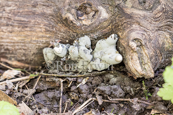 Xylaria polymorpha (Dead Man's Fingers)