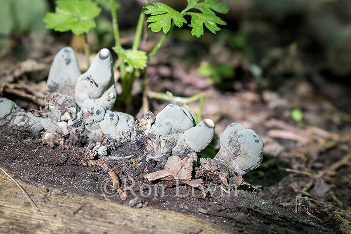 Xylaria polymorpha (Dead Man's Fingers)