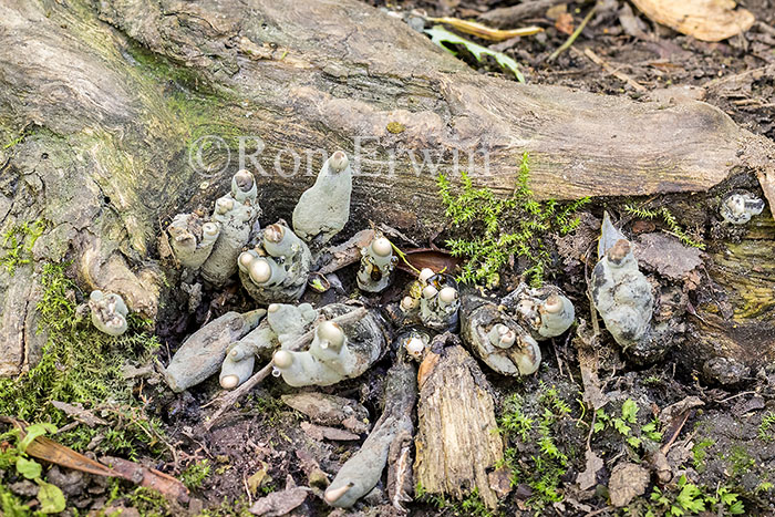 Xylaria polymorpha (Dead Man's Fingers)