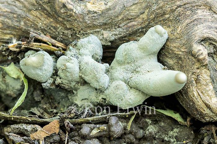 Xylaria polymorpha (Dead Man's Fingers)