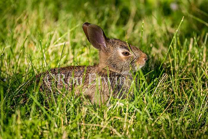 Young Eastern Cottontail Rabbit