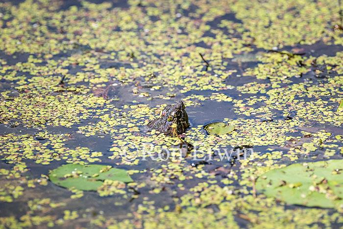 Snapping Turtle