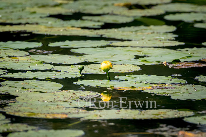 Yellow Pond Lily
