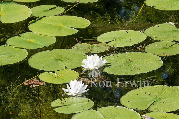 Fragrant White Water Lilies