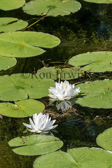 Fragrant White Water Lilies