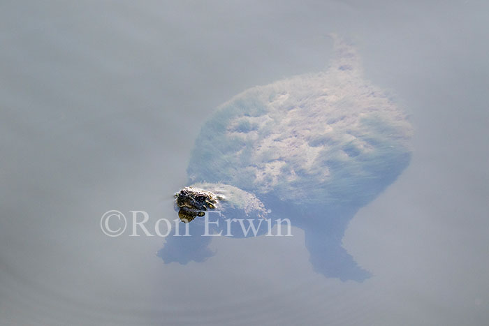 Snapping Turtle