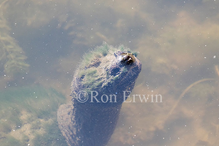 Snapping Turtle