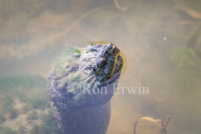 Snapping Turtle