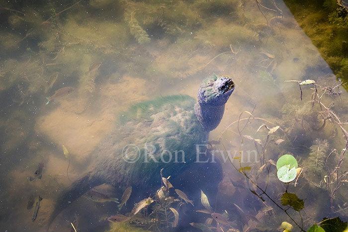 Snapping Turtle